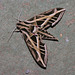 IMG 2659 Moth-1