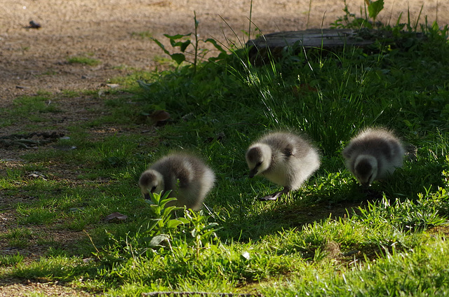 parc des oiseaux - Villars les Dombes