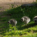 parc des oiseaux - Villars les Dombes