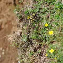 Golden Ringed Dragonfly that caught a bee