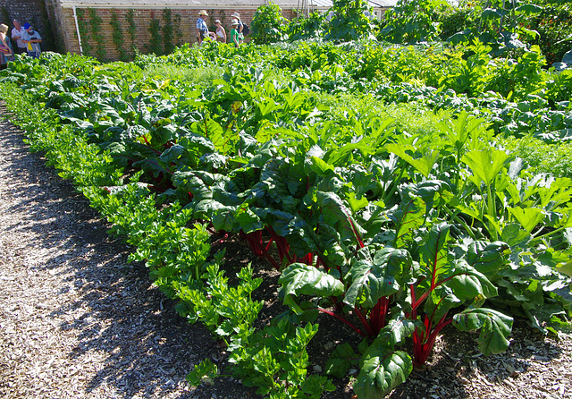 Celery, chard, courgettes