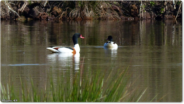 PARC du TEICH (33 Gironde)