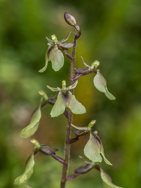 Neottia smallii (Appalachian Twayblade orchid)
