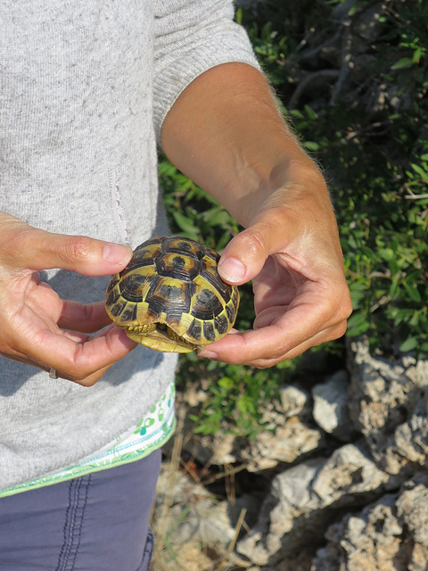 Wild Tortoise