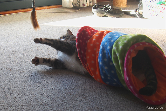 Bastian back in his tunnel, 1