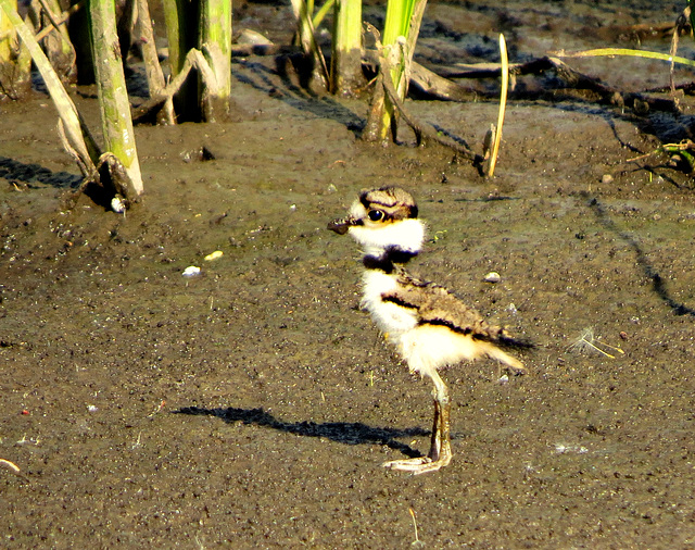 Newly hatched Killdeer chick