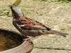 20170708 2452CPw [D~LIP] Haussperling (Passer domesticus) [m], Bad Salzuflen