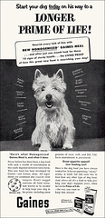 Gaines Dog Food Ad, 1953