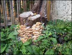 tree stump fungus