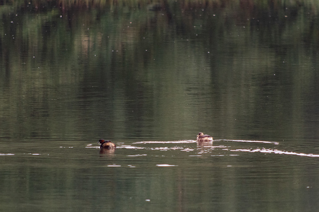 Little Grebe