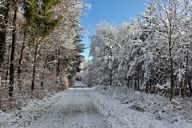 11 km durch Wald und Feld, ein Sonntagstraum im und um den "Cholfirst"