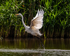 Great white egret