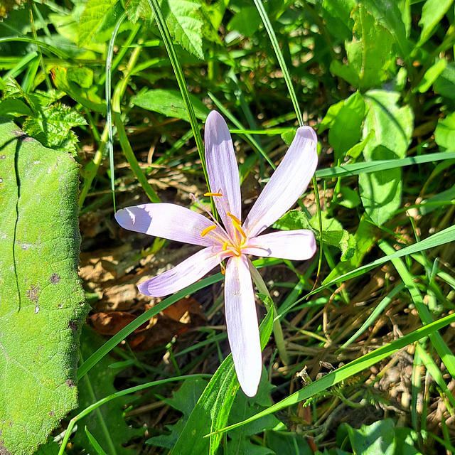 Herbstzeitlose (Colchicum autumnale)