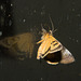 IMG 2656 Moth