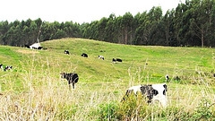 Cattle Browsing.