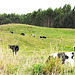 Cattle Browsing.