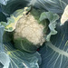 Brassica oleracea var. botrytis