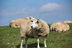 20140907 4847VRAw [NL] Schafe, Terschelling