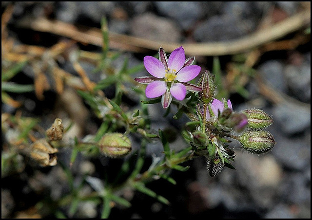 Spergulaire- Spergularia rubra