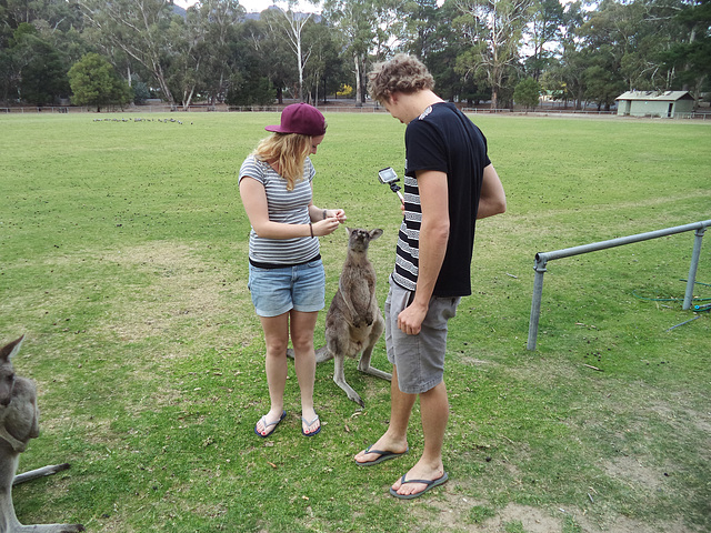 Halls Gap kangaroos