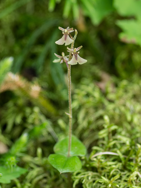 Neottia smallii (Appalachian Twayblade orchid)