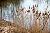 20150406 7561VRAw [D~SHG] Schilfrohr (Phragmites australis), Baggersee,  Rinteln