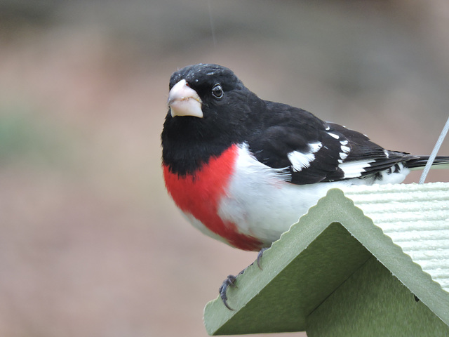 Rose-breasted Grosbeaks