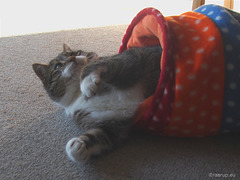 Bastian back in his tunnel, 2