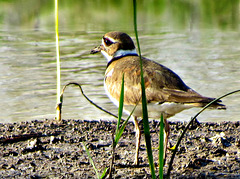 Killdeer