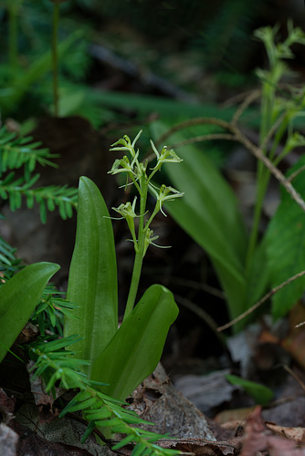 Liparis loeselii (Loesel's Twayblade orchid)