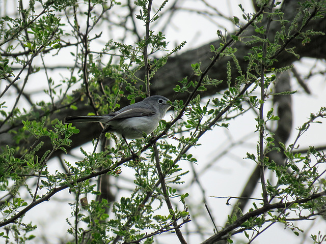 Day 8, Blue-gray Gnatcatcher