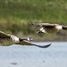 Canada geese.4jpg