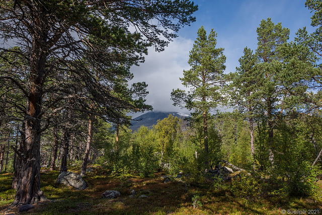 beim Naturum Laponia (© Buelipix)