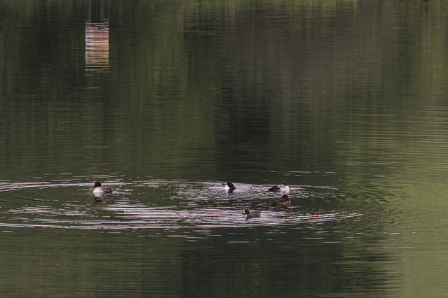 Tufted Ducks