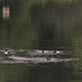 Tufted Ducks