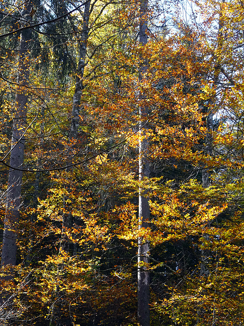 Herbstwald