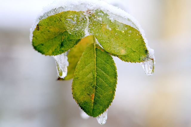 Eis und Schnee…Rose