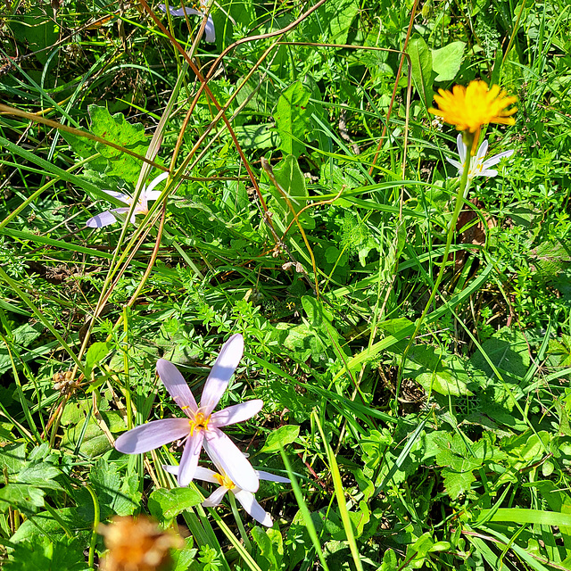 Herbstzeitlose (Colchicum autumnale)