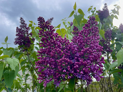 Tuesday twins (PiPs)