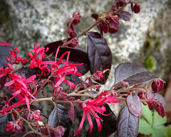 Loropetalum chinense Fire Dance