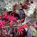 Loropetalum chinense Fire Dance