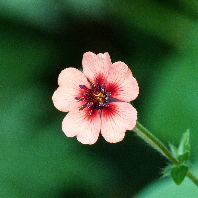 Potentilla nepalensis, 'Miss Wilmott'