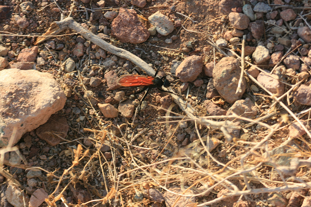 Tarantula hawk