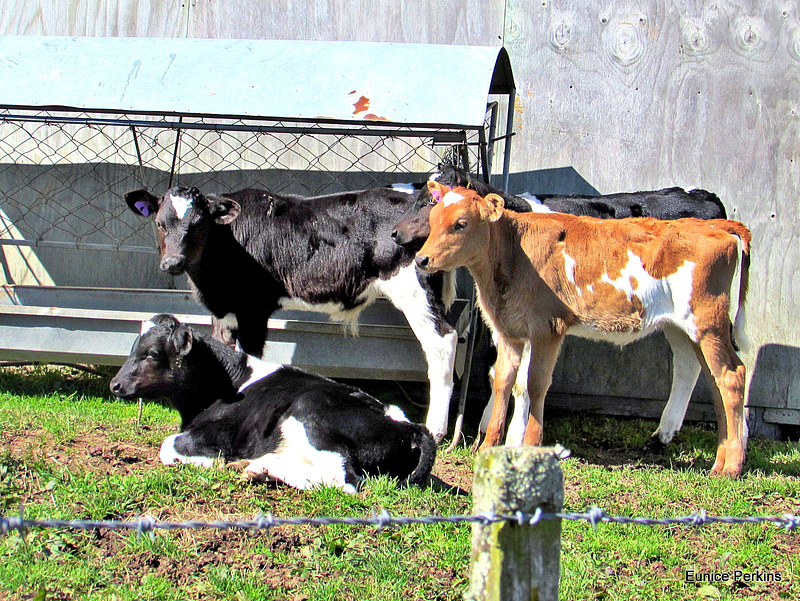 Four Calves.