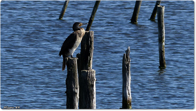 PARC du TEICH (33 Gironde)