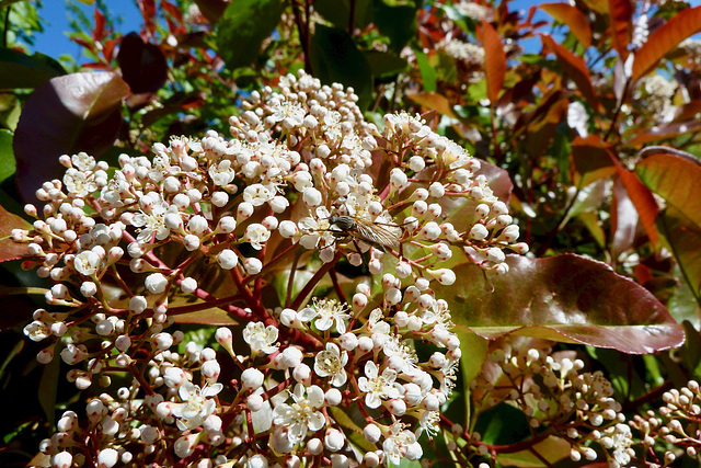 Limousin 2017 – Insect