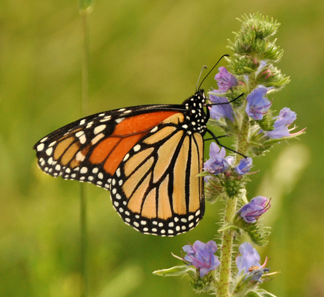 toronto don monarch june 2017 DSC 5618