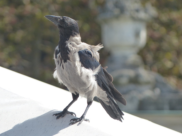 Schönbrunn Zoo (19) - 21 August 2017