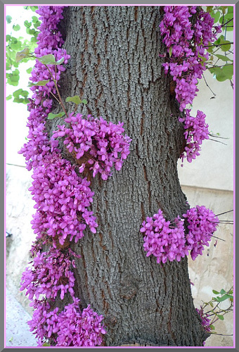 Der Baum, der aus der Rinde blüht (Judasbaum - (Cercis siliquastrum) + 1 PiP