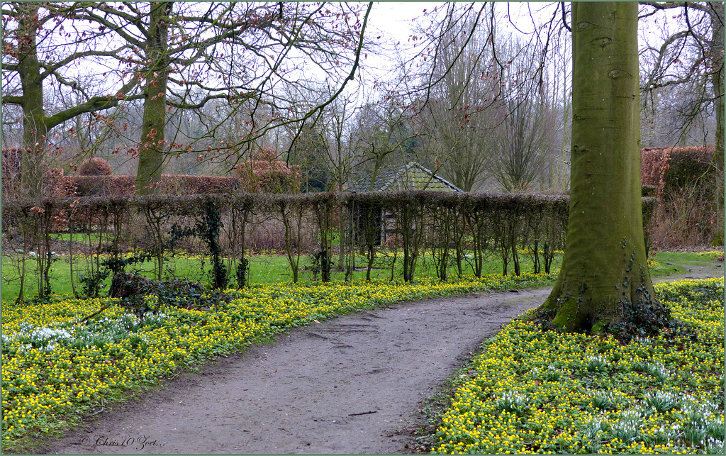 Een hele tuin vol Winterakonietjes. Zo mooi.....